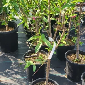 Flowering Peach Tree Live Plant – 5 Gallon, 3-4 Feet Tall – Outdoor - Image 4