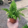 Fluffy Ruffles Fern Live Plant - Nephrolepis Exaltata, 2in Pot, Indoor - Image 1