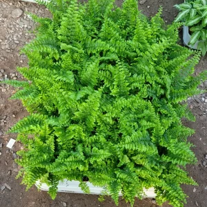 Fluffy Ruffles Fern Live Plant - Nephrolepis Exaltata, 2in Pot, Indoor - Image 2