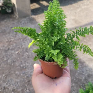 Fluffy Ruffles Fern Live Plant - Nephrolepis Exaltata, 2in Pot, Indoor - Image 4