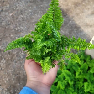 Fluffy Ruffles Fern Live Plant - Nephrolepis Exaltata, 2in Pot, Indoor - Image 5