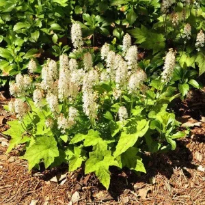 Foamflower Tiarella Cordifolia Bare-root Plant – White Flowers – Shade Garden - Image 2