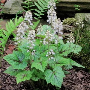 Foamflower Tiarella Cordifolia Live Plant - Heart-Leaved Foamflower 4 inch Pot - Outdoor Shade Perennial - Image 1