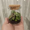 Foliage Terrarium Kit with 3 Assorted Live Plants - Indoor Decoration - Image 1