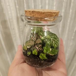Foliage Terrarium Kit with 3 Assorted Live Plants - Indoor Decoration - Image 3