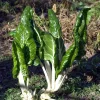 Fordhook Giant Swiss Chard Seeds - Organic Heirloom Non-GMO, 24,000 Seeds - Image 1