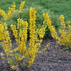 Forsythia Bush Unrooted Cuttings - Set of 12, 6-8 Inches Tall, Outdoor Shrubs - Image 6