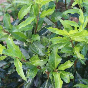 Forsythia Lynnwood Gold Live Plant – Deciduous Shrub, 3.5 in Pot, 10-18 in Height - Image 3
