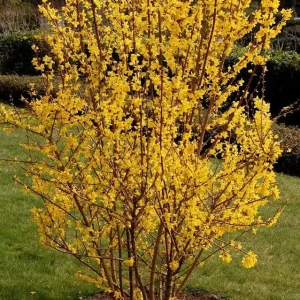 Forsythia Lynnwood Gold Live Plant – Deciduous Shrub, 3.5 in Pot, 10-18 in Height - Image 1