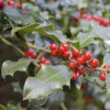 Foster Holly Live Evergreen Seedling - 6-12" Tall, Red Berries, Outdoor Tree - Image 1