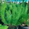 Foxtail Fern Live Plant (Asparagus Densiflorus Myers) - 1 ft Tall in 1 Gallon Pot - Image 1