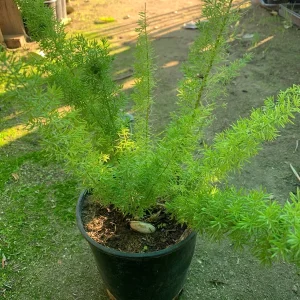 Foxtail Fern Live Plant (Asparagus Densiflorus Myers) - 1 ft Tall in 1 Gallon Pot - Image 2