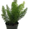 Foxtail Fern Live Plant - Asparagus meyerii - 4" Pot - Indoor/Outdoor - Image 1