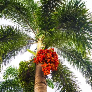 Foxtail Palm Tree Live Plant - Wodyetia Bifurcata - 3 Gallon Pot - 2-4 ft Tall - Outdoor - Image 2