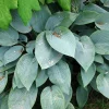 Fragrant Blue Hosta Bareroot Plant - Blue Foliage Perennial for Shade - Image 1