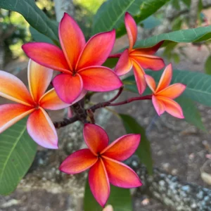 Fragrant Frangipani 'Angus Gold' Plumeria Unrooted Cutting 10-12 in - Tropical Flower - Image 1