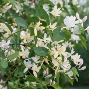 Fragrant Honeysuckle Bush Bare Root Plant - 2 Pack, Lonicera fragrantissima, 1-2ft Tall Outdoor Shrub - Image 2