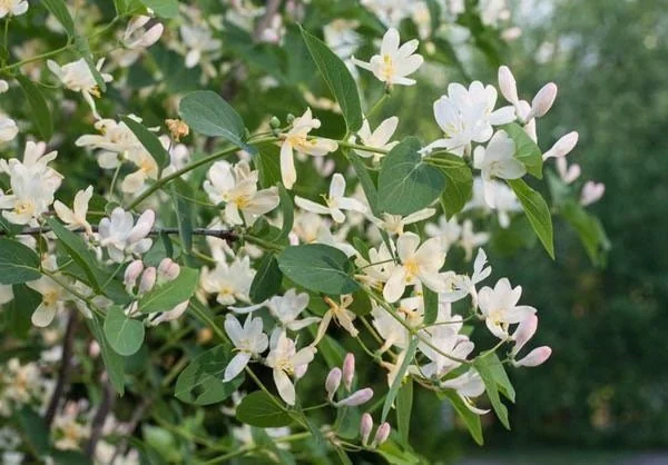 Fragrant Honeysuckle Bush Bare Root Plant - 2 Pack, Lonicera fragrantissima, 1-2ft Tall Outdoor Shrub - Image 2