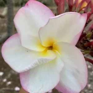 Fragrant Plumeria Unrooted Cutting (10-12 inch) Tropical Hawaiian Plant - Image 3