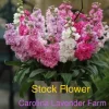 Fragrant Stock Flower Live Plant - Perennial Matthiola Starter Plugs - Image 1
