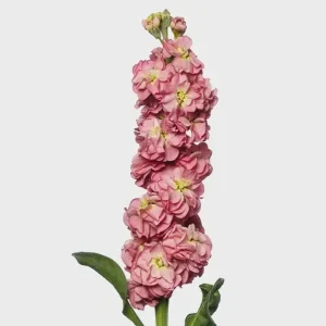 Fragrant Stock Flower Live Plant - Perennial Matthiola Starter Plugs - Image 2