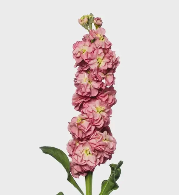 Fragrant Stock Flower Live Plant - Perennial Matthiola Starter Plugs - Image 2