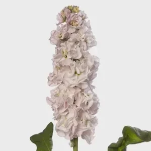 Fragrant Stock Flower Live Plant - Perennial Matthiola Starter Plugs - Image 3