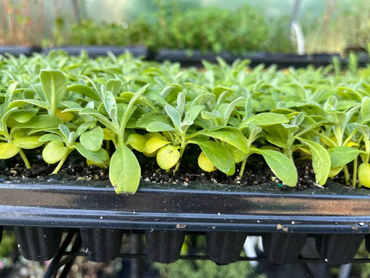 Fragrant Stock Flower Live Plant - Perennial Matthiola Starter Plugs - Image 8