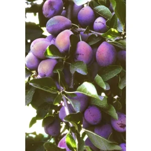 French Improved Prune Live Tree – 3 Feet Tall – 3 Gallon Pot – Outdoor - Image 1