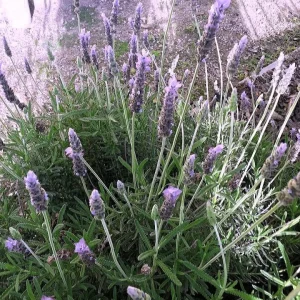French Lavender (Lavandula Dentata) Live Plant – 1 Gallon Pot – Outdoor Shrub - Image 2
