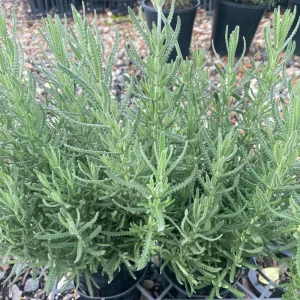 French Lavender Live Plant – Fragrant Purple Blooms – 4 Inch Pot – Outdoor - Image 2