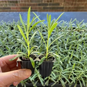 French Lavender Live Plant - Lavandula x Intermedia Starter - 2 Pack - Image 2