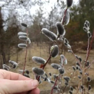 French Pussy Willow Live Plant – 1 Gallon Pot – Deciduous Shrub Outdoor - Image 2