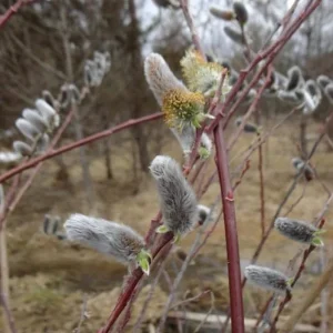 French Pussy Willow Live Plant – 1 Gallon Pot – Deciduous Shrub Outdoor - Image 3