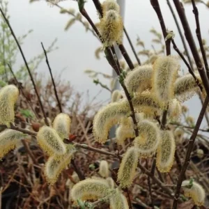 French Pussy Willow Live Plant – 1 Gallon Pot – Deciduous Shrub Outdoor - Image 4