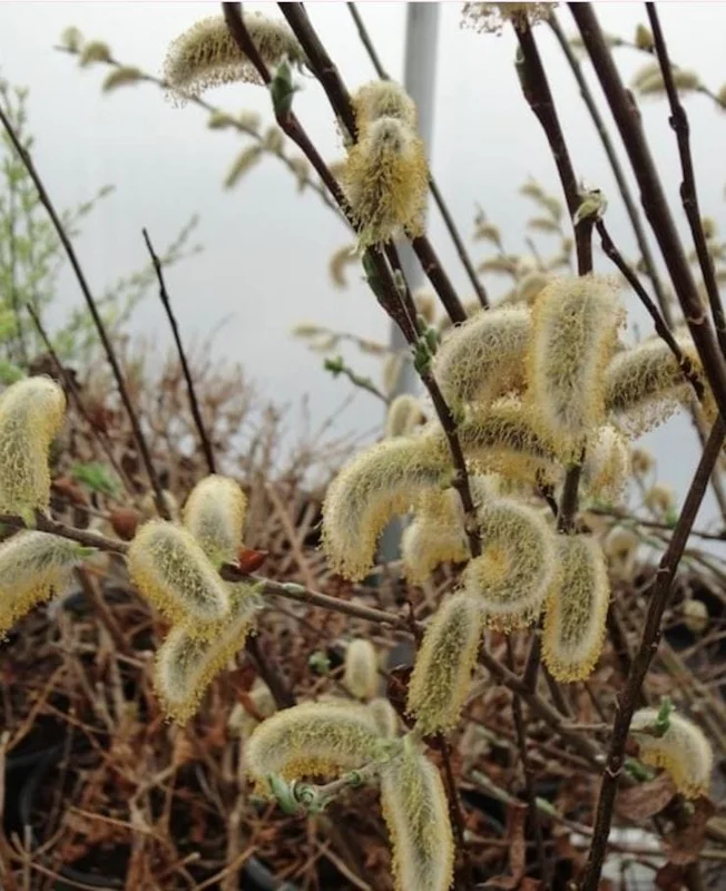 French Pussy Willow Live Plant – 1 Gallon Pot – Deciduous Shrub Outdoor - Image 4