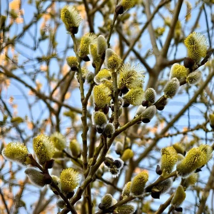 French Pussy Willow Live Plant – 1 Gallon Pot – Deciduous Shrub Outdoor - Image 6