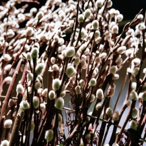 French Pussy Willow Live Plant – 1 Gallon Pot – Deciduous Shrub Outdoor - Image 7