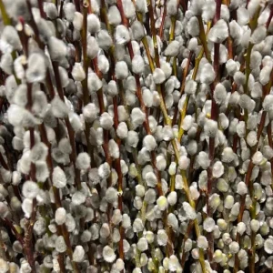 French Pussy Willow Live Plant – 1 Gallon Pot – Deciduous Shrub Outdoor - Image 8