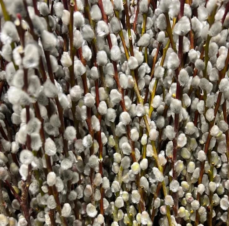 French Pussy Willow Live Plant – 1 Gallon Pot – Deciduous Shrub Outdoor - Image 8