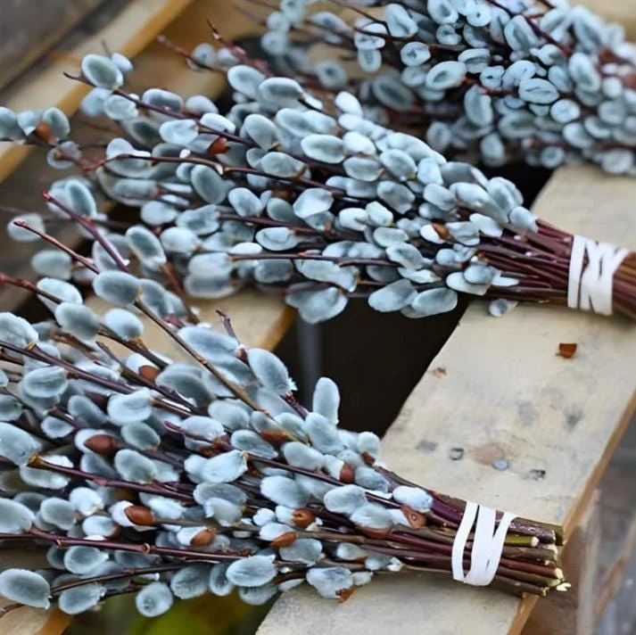 French Pussy Willow Live Plant – 1 Gallon Pot – Deciduous Shrub Outdoor - Image 9