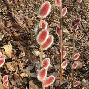 French Pussy Willow Live Plant – 2.5 inch Pot – Early Spring Catkins – Outdoor Shrub - Image 10