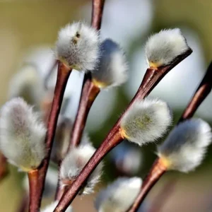 French Pussy Willow Live Plant – 2.5 inch Pot – Early Spring Catkins – Outdoor Shrub - Image 3