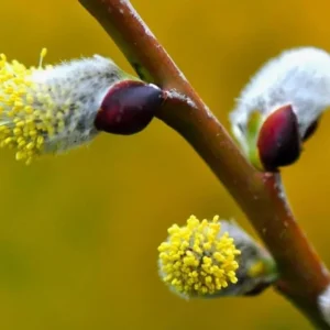 French Pussy Willow Live Plant – 2.5 inch Pot – Early Spring Catkins – Outdoor Shrub - Image 4