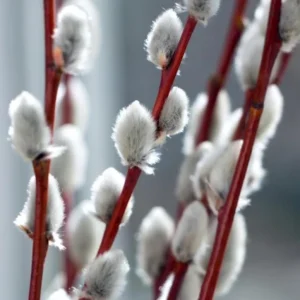French Pussy Willow Live Plant – 2.5 inch Pot – Early Spring Catkins – Outdoor Shrub - Image 5