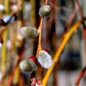 French Pussy Willow Live Plant – 2.5 inch Pot – Early Spring Catkins – Outdoor Shrub - Image 6