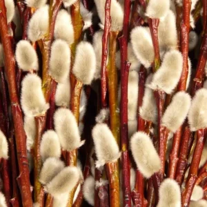 French Pussy Willow Live Plant – 2.5 inch Pot – Early Spring Catkins – Outdoor Shrub - Image 9