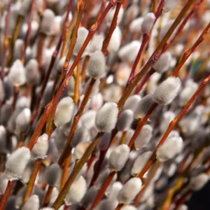French Pussy Willow Live Plant – 2.5 inch Pot – Early Spring Catkins – Outdoor Shrub - Image 1