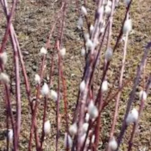 French Pussy Willow Live Plant – Salix caprea Deciduous Shrub – 12-24in Tall - Image 3
