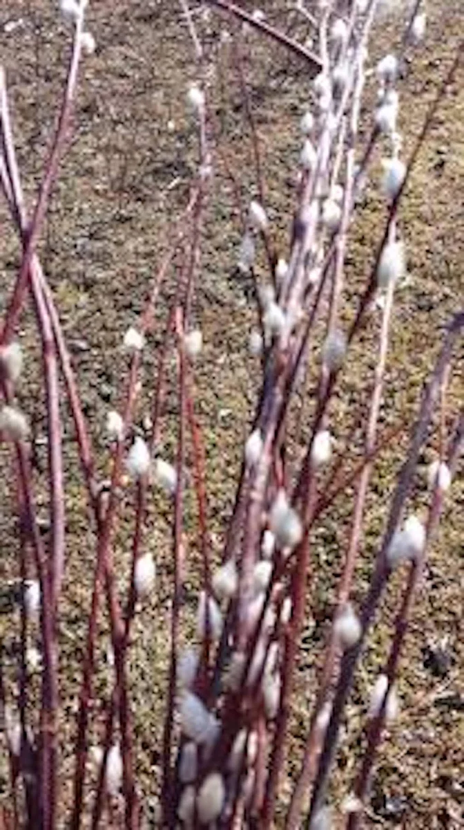 French Pussy Willow Live Plant – Salix caprea Deciduous Shrub – 12-24in Tall - Image 3